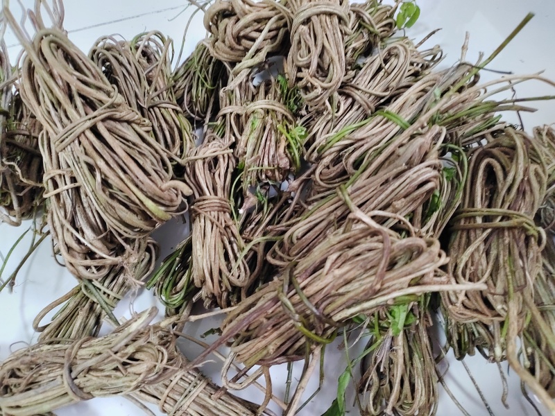 鸡屎藤