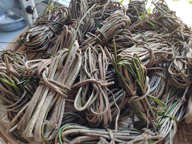 鸡屎藤