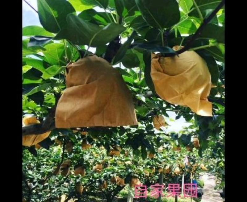 湖南特产脆冠梨大量上市自家果园自产自销一件代发现摘现发包