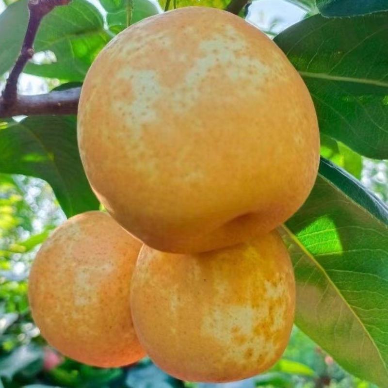 湖南特产脆冠梨大量上市自家果园自产自销一件代发现摘现发包