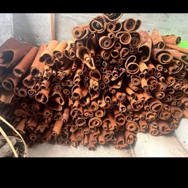 黄通刮皮桂皮桂通