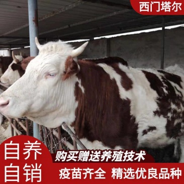 纯种西门塔尔肉牛两三个月大小牛犊母牛改良高产公母均有