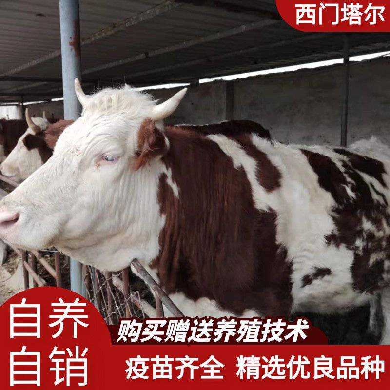 纯种西门塔尔肉牛两三个月大小牛犊母牛改良高产公母均有