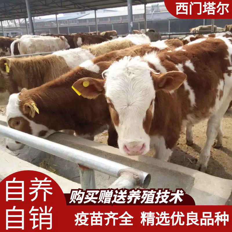 纯种西门塔尔肉牛两三个月大小牛犊母牛改良高产公母均有