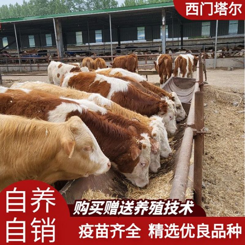 纯种西门塔尔肉牛两三个月大小牛犊母牛改良高产公母均有