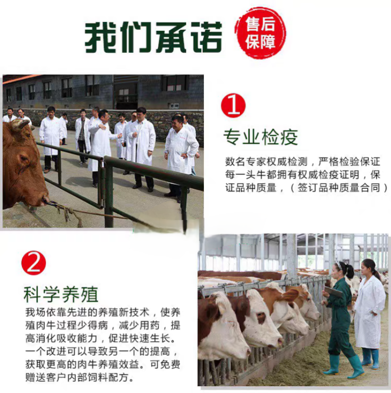 纯种西门塔尔肉牛两三个月大小牛犊母牛改良高产公母均有