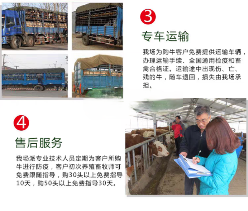 纯种西门塔尔肉牛两三个月大小牛犊母牛改良高产公母均有