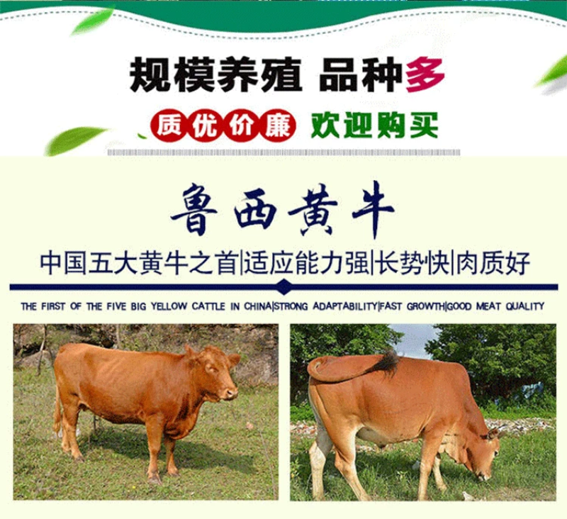 纯种西门塔尔肉牛两三个月大小牛犊母牛改良高产公母均有