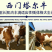纯种西门塔尔肉牛两三个月大小牛犊母牛改良高产公母均有