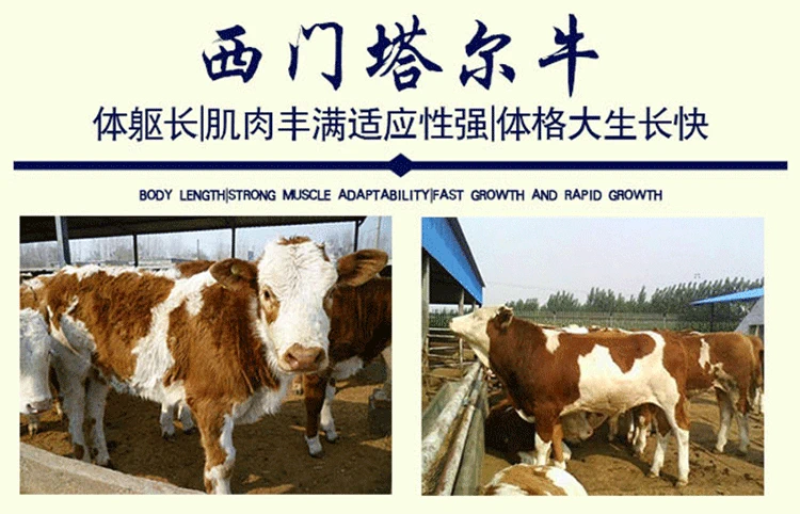 纯种西门塔尔肉牛两三个月大小牛犊母牛改良高产公母均有