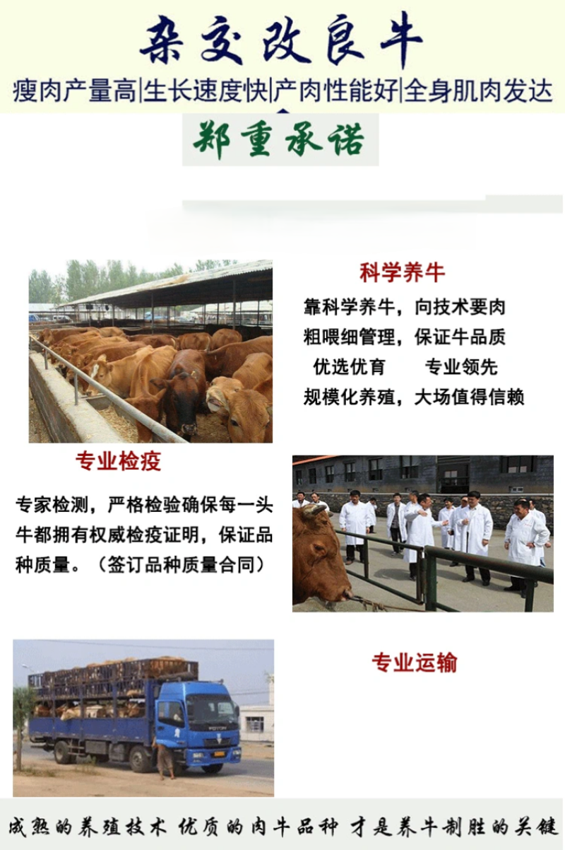 纯种西门塔尔肉牛两三个月大小牛犊母牛改良高产公母均有