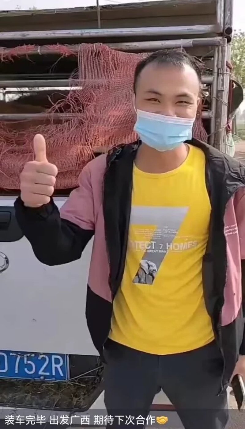 纯种西门塔尔肉牛两三个月大小牛犊母牛改良高产公母均有