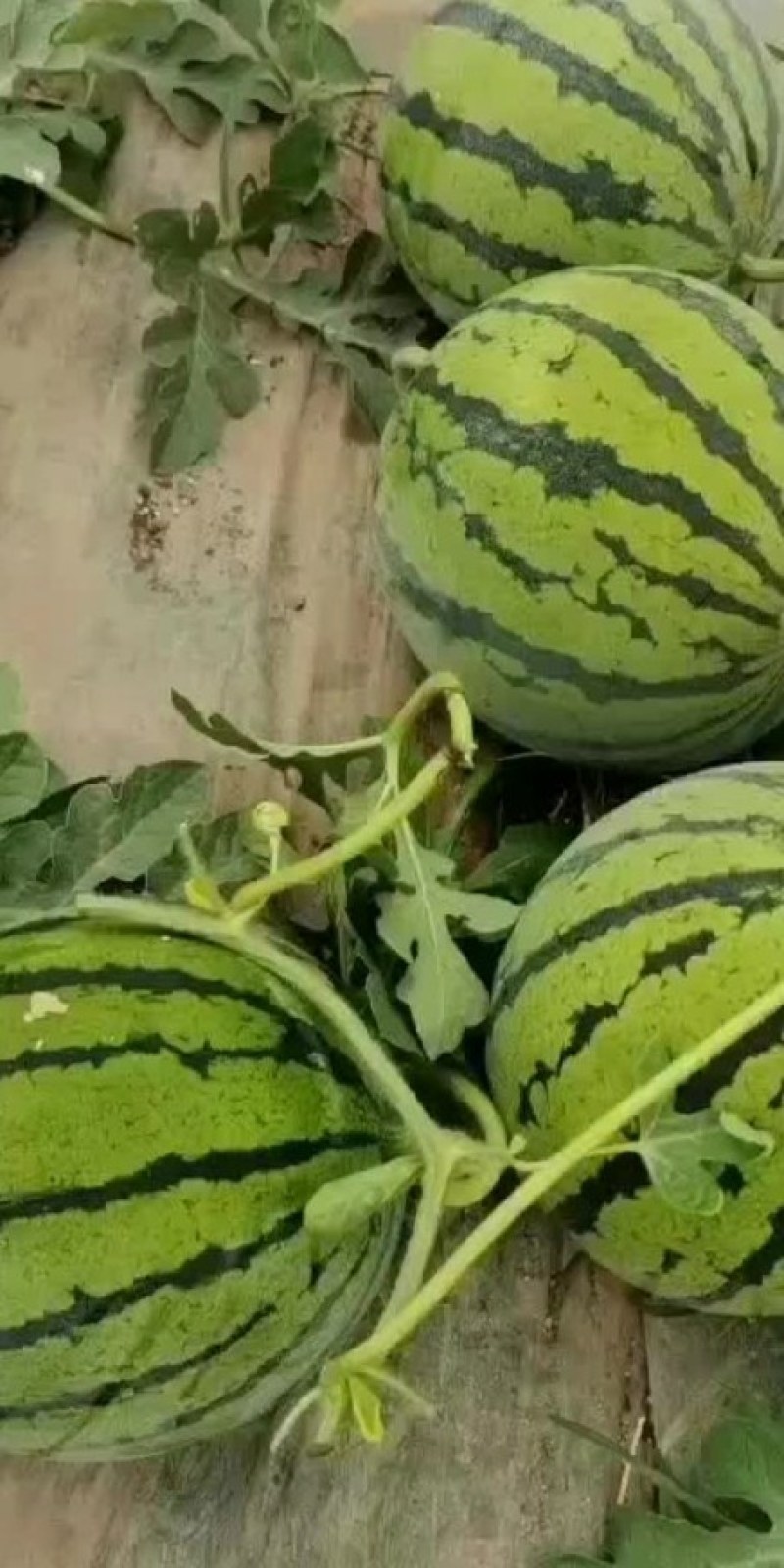 美都