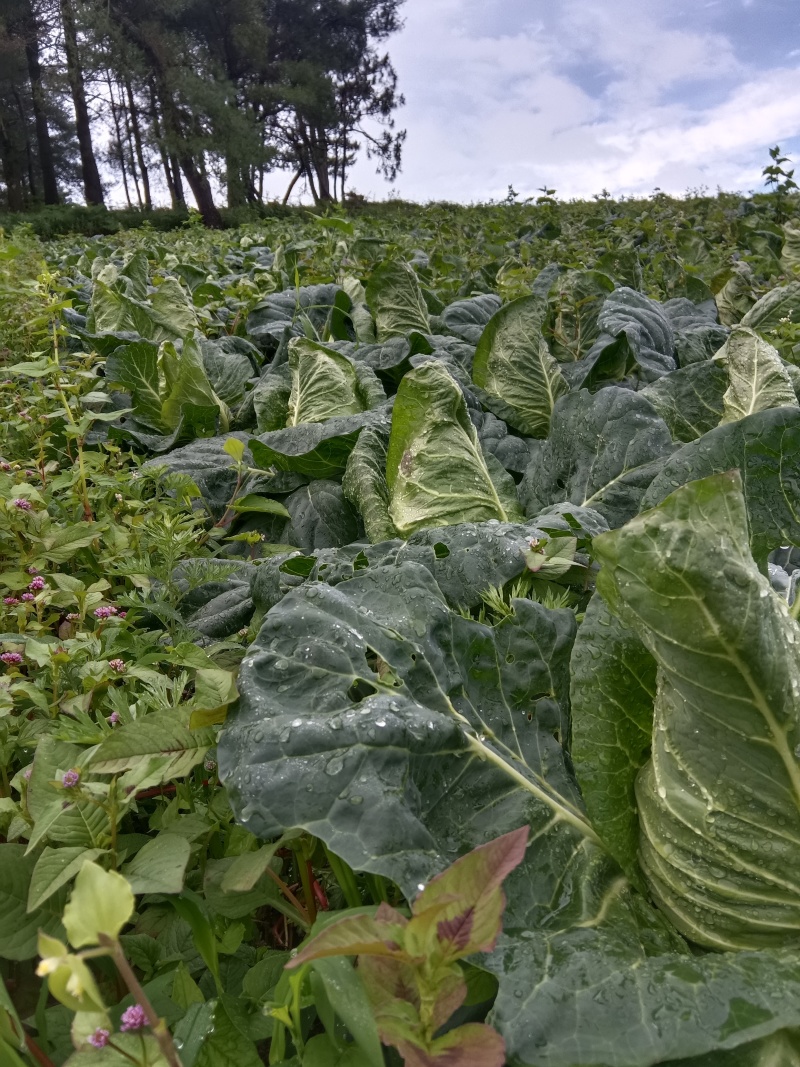 昭通冷凉牛心菜