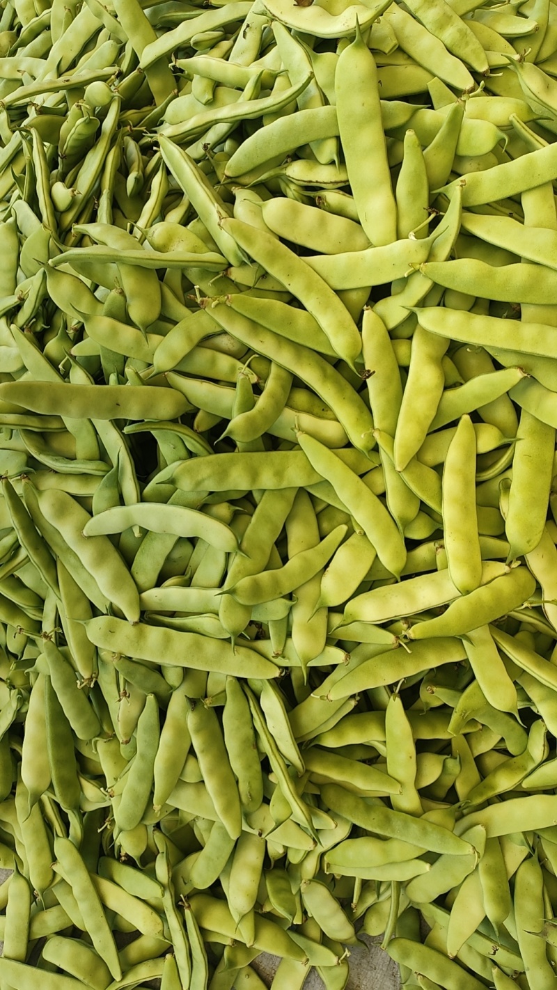 东北油豆角油豆角大油豆角保质量好，大量有货，要的老板联系