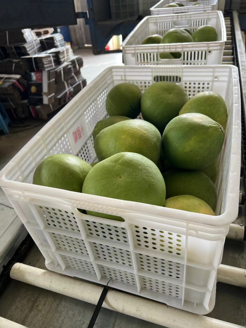 新品上市平和红宝石青柚鲜嫩多汁甜化渣老人孕妇小孩水果