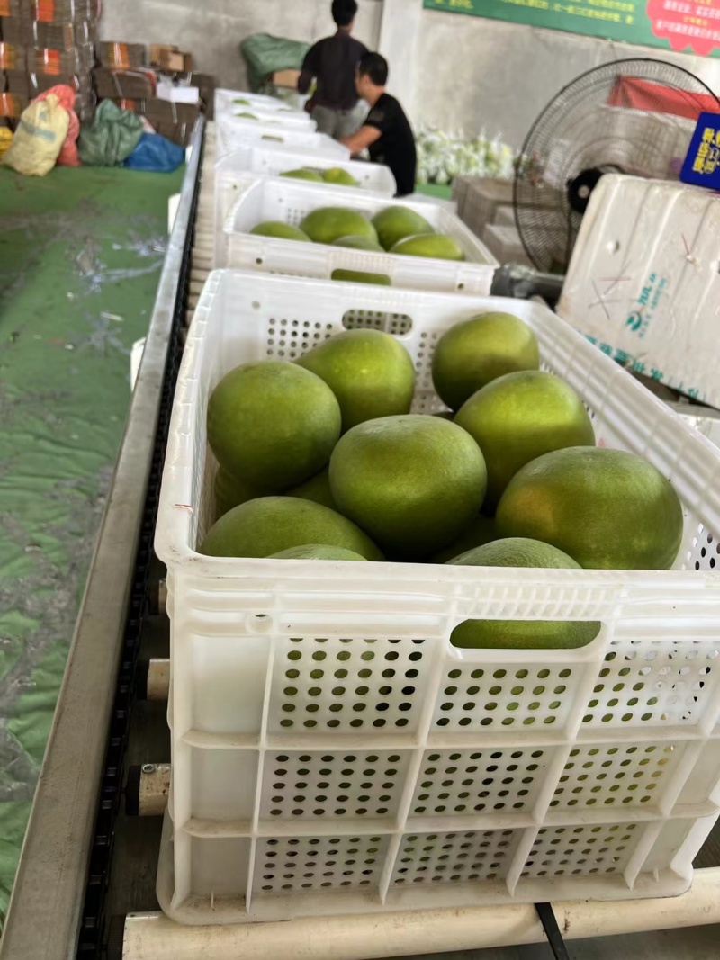 新品上市平和红宝石青柚鲜嫩多汁甜化渣老人孕妇小孩水果