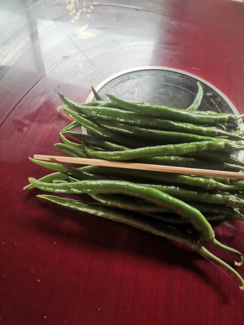 二荆条辣椒3号线椒8号线椒基地直供