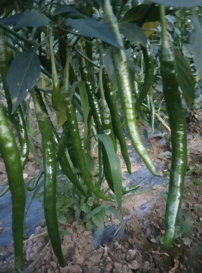 二荆条辣椒3号线椒8号线椒基地直供