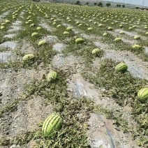 宁夏硒砂瓜大量上市