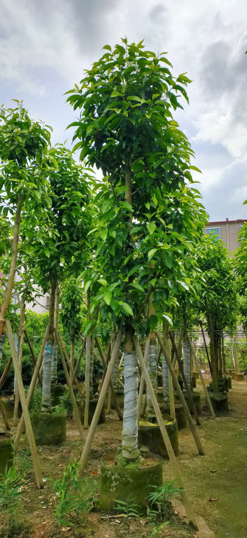 大小骨架白玉兰产地直发规格齐全质量保证