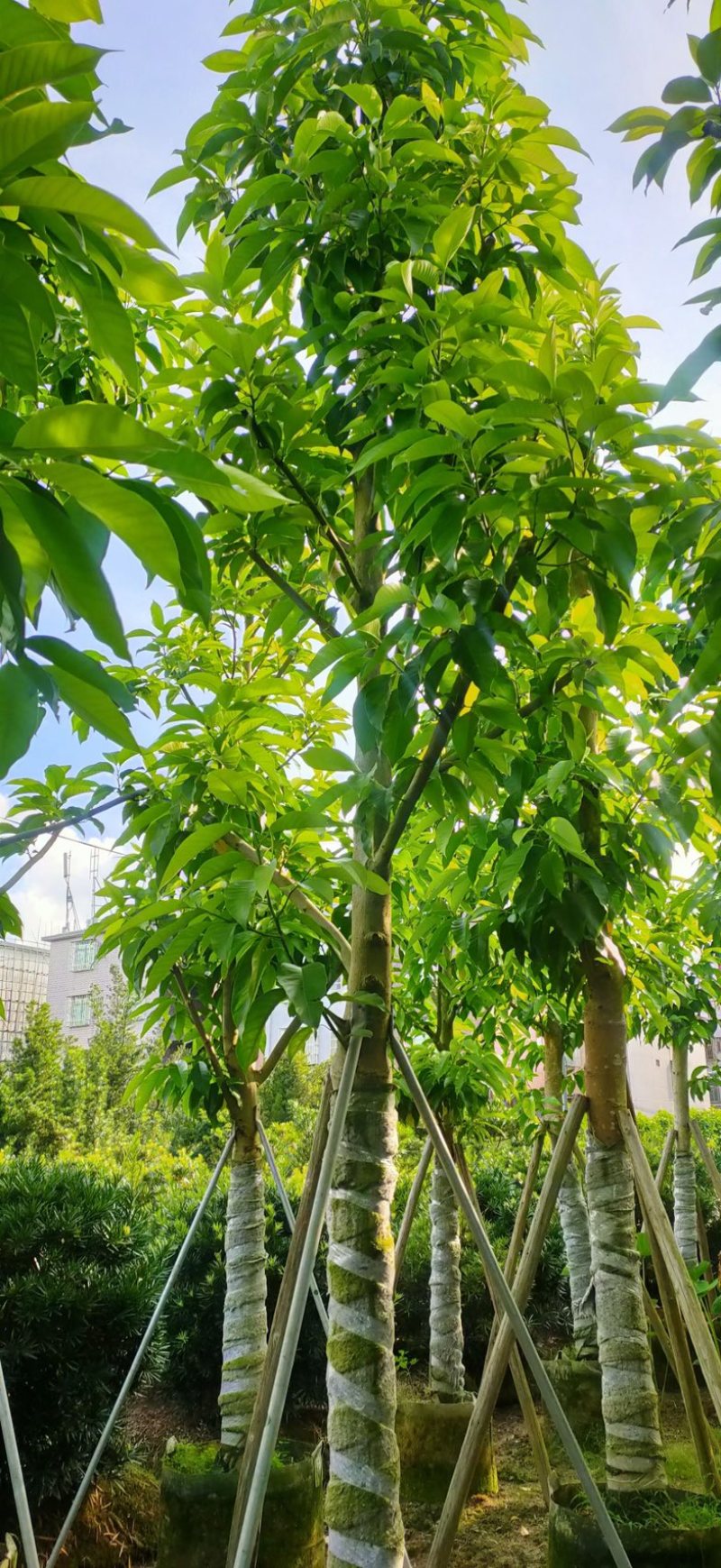 大小骨架白玉兰产地直发规格齐全质量保证