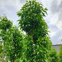 大小骨架白玉兰产地直发规格齐全质量保证