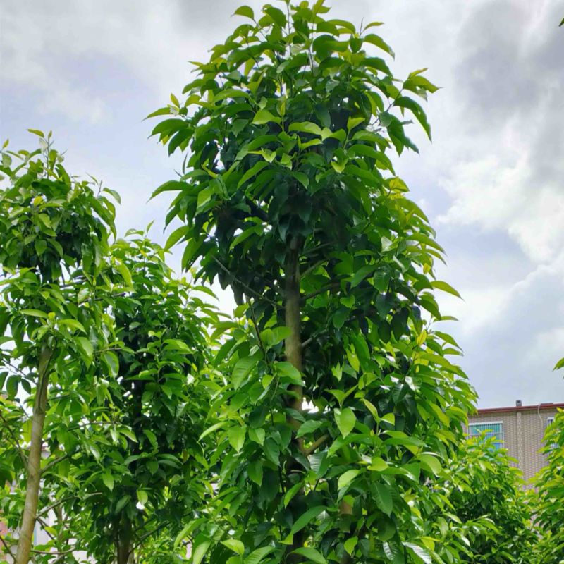 大小骨架白玉兰产地直发规格齐全质量保证