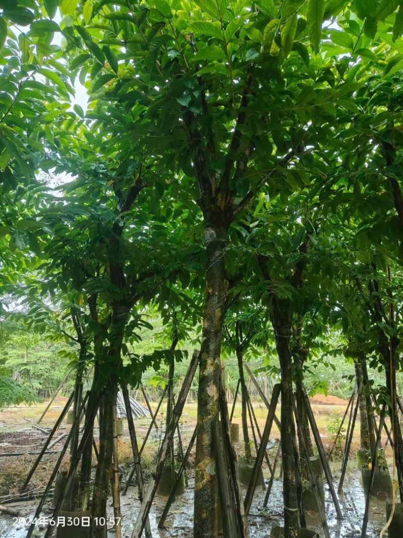 大叶紫薇10～18公分产地直发规格齐全质量保证