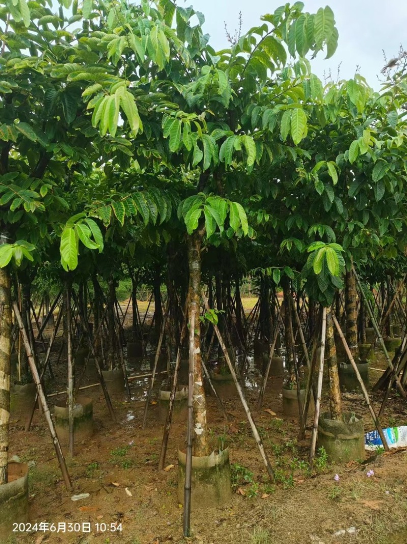 大叶紫薇10～18公分产地直发规格齐全质量保证