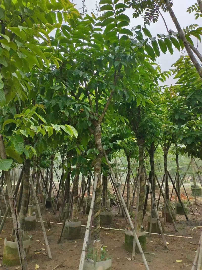 大叶紫薇10～18公分产地直发规格齐全质量保证