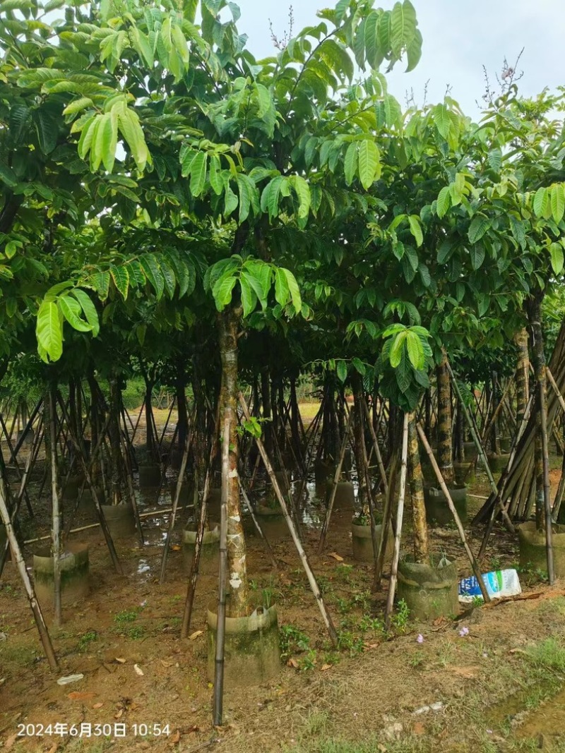 大叶紫薇10～18公分产地直发规格齐全质量保证