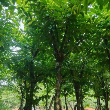 大叶紫薇10～18公分产地直发规格齐全质量保证