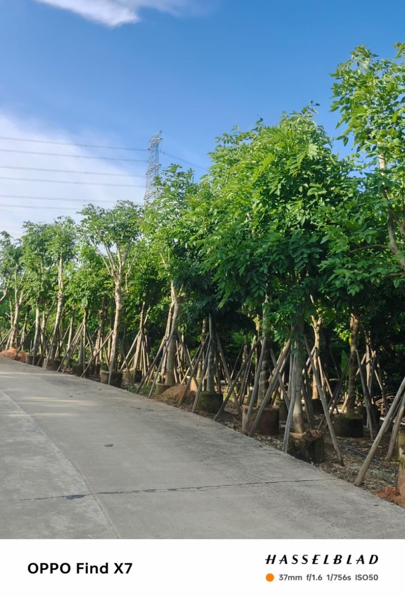 大骨架腊肠树12～18公分产地直发规格齐全质量保证
