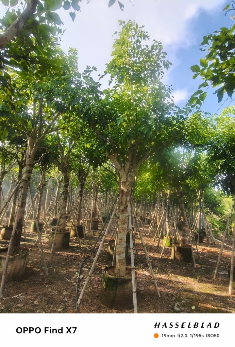 大骨架腊肠树12～18公分产地直发规格齐全质量保证
