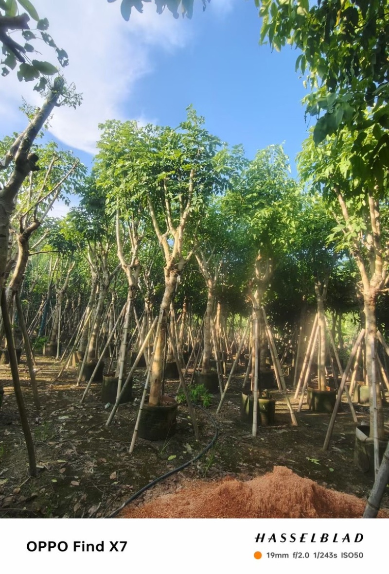 大骨架腊肠树12～18公分产地直发规格齐全质量保证