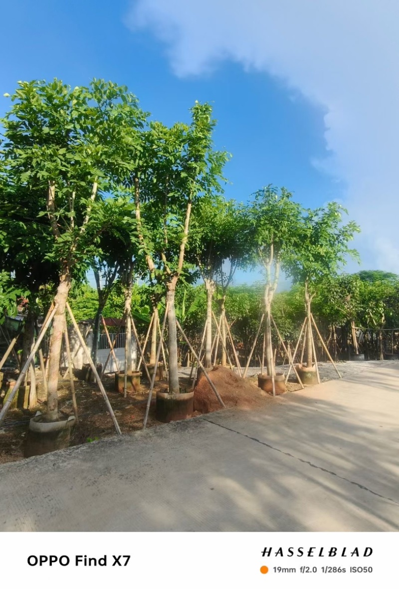 大骨架腊肠树12～18公分产地直发规格齐全质量保证