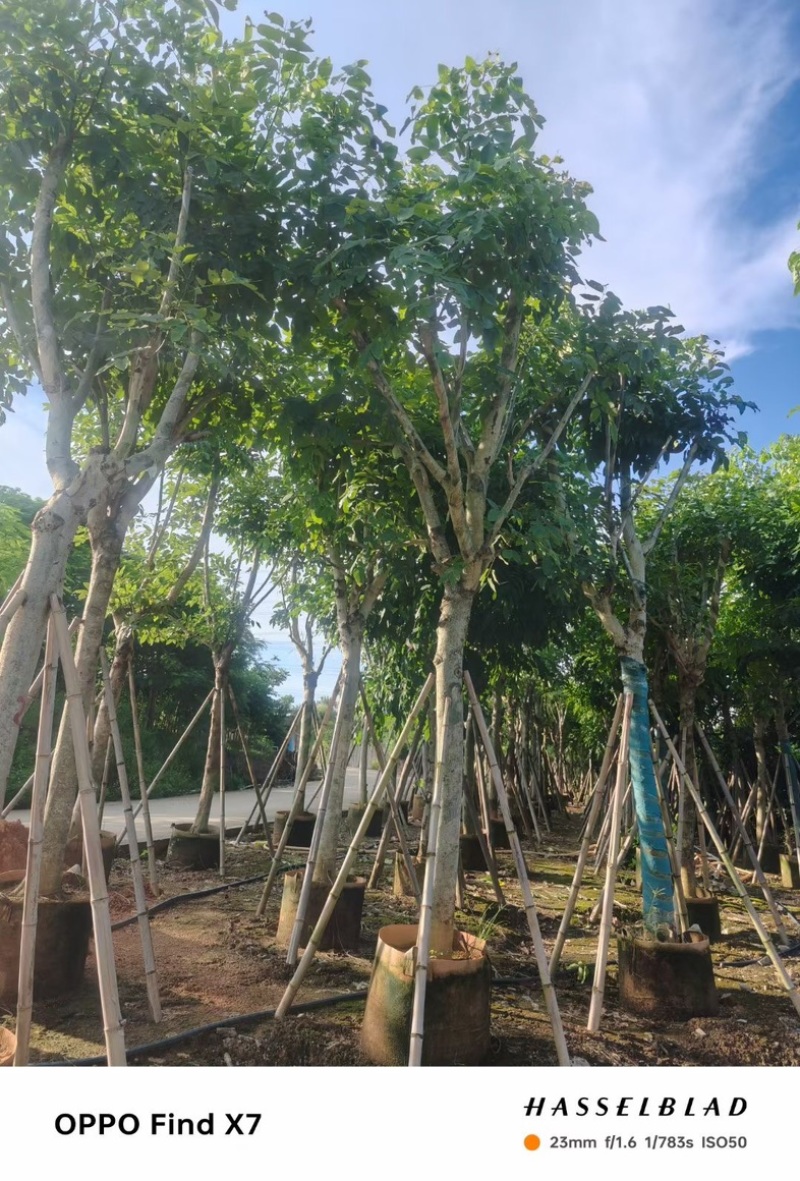 大骨架腊肠树12～18公分产地直发规格齐全质量保证