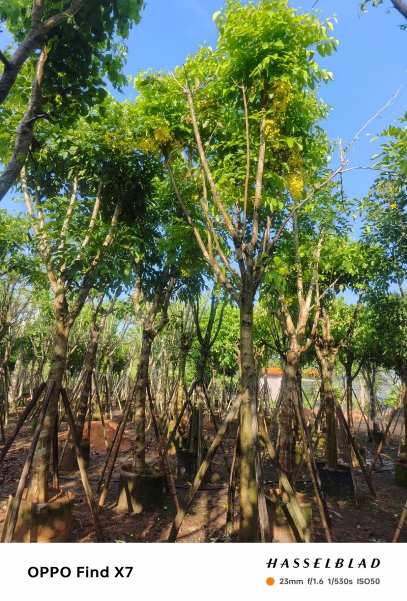 大骨架腊肠树12～18公分产地直发规格齐全质量保证