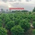 非洲茉莉球80～2米产地直发规格齐全质量保证