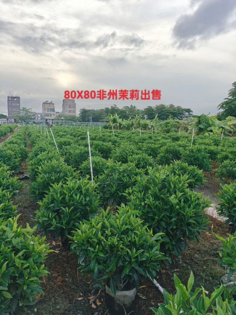 非洲茉莉球80～2米产地直发规格齐全质量保证