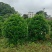 非洲茉莉球80～2米产地直发规格齐全质量保证