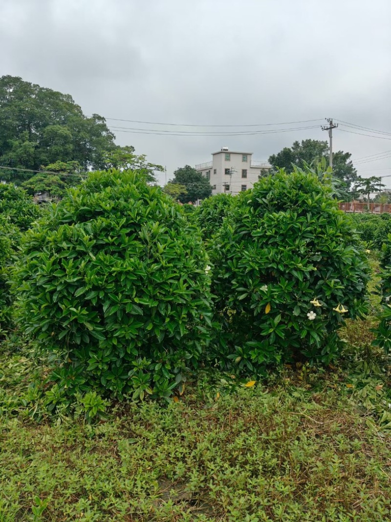 非洲茉莉球80～2米产地直发规格齐全质量保证
