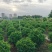 非洲茉莉球80～2米产地直发规格齐全质量保证