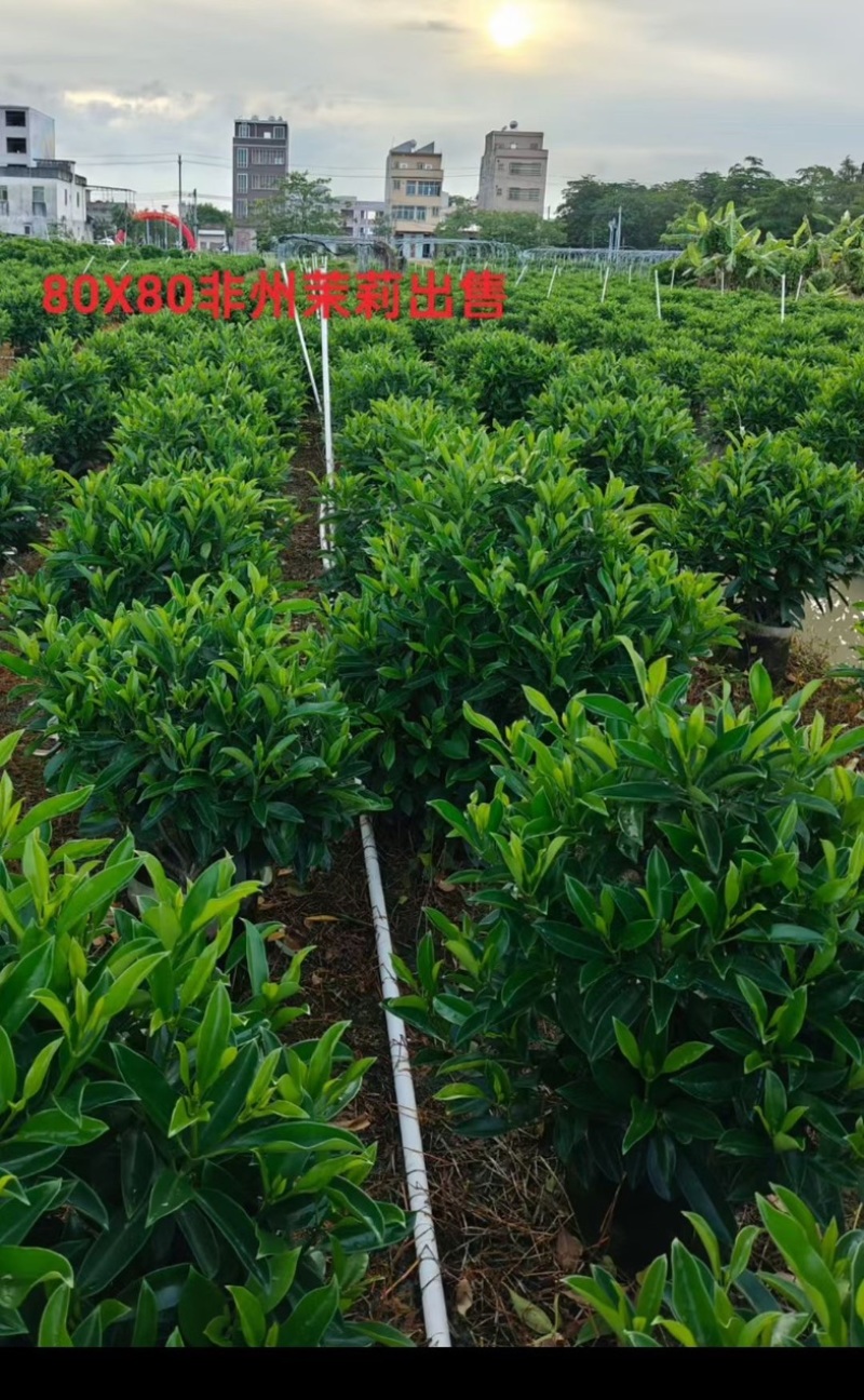 非洲茉莉球80～2米产地直发规格齐全质量保证