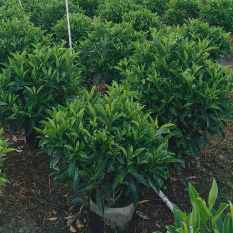 非洲茉莉球80～2米产地直发规格齐全质量保证