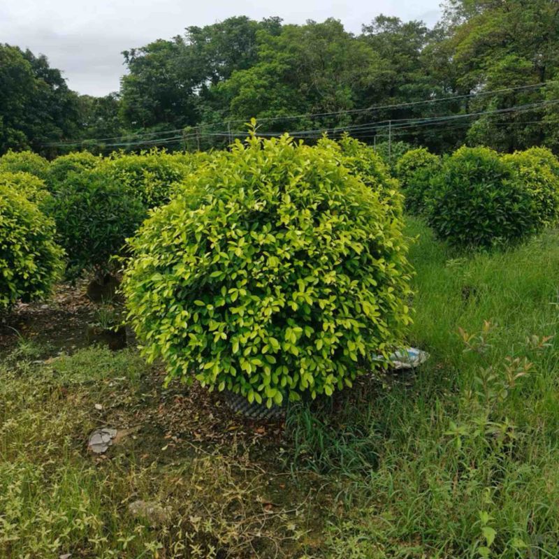 黄金榕球150～2米产地直发规格齐全质量保证