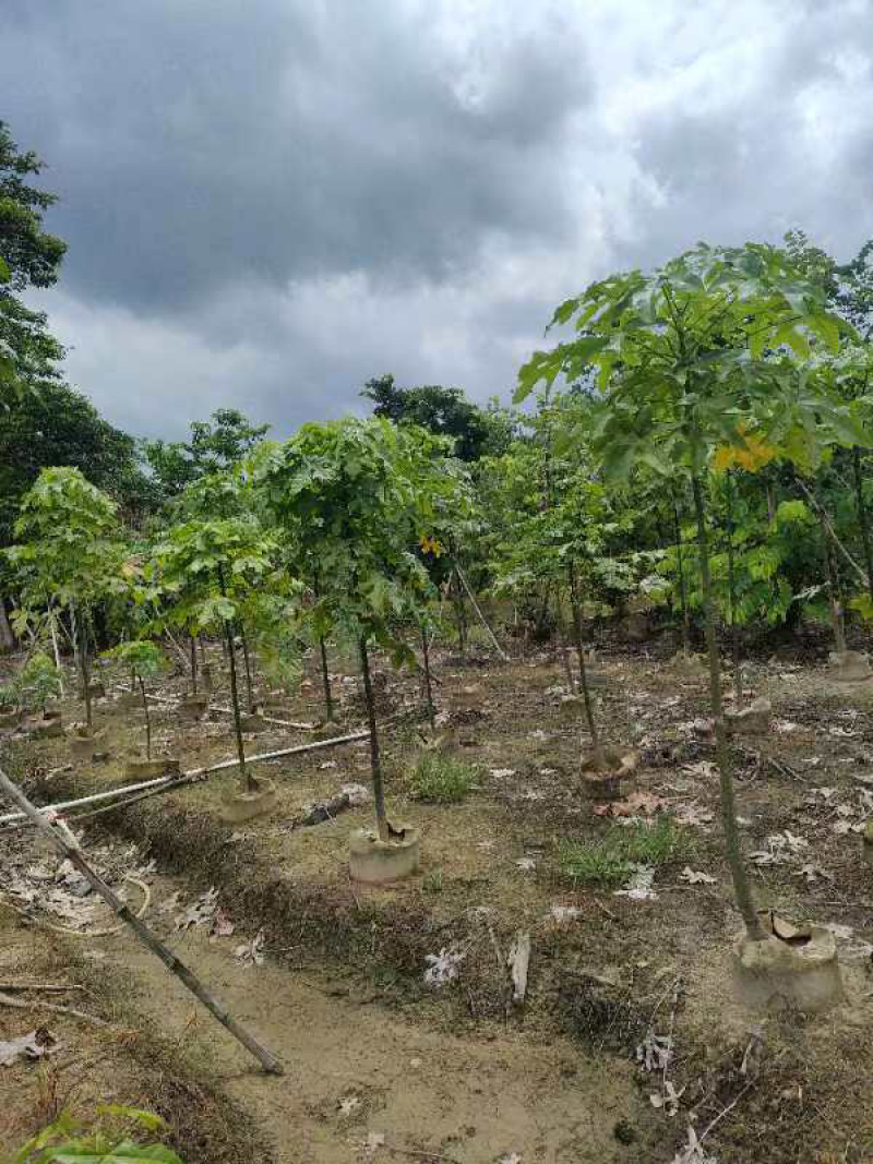 澳洲火焰木2～10公分产地直发规格齐全质量保证