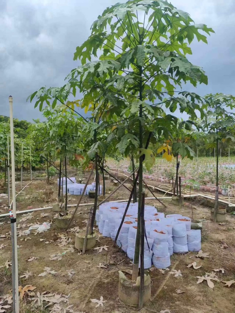 澳洲火焰木2～10公分产地直发规格齐全质量保证