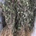 大叶瓜子金野生来回马中草药草干中药材勒马回银不换瓜子草辰